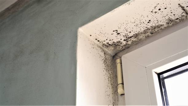 Best Residential Mold Inspection & Testing  in Ogden, UT