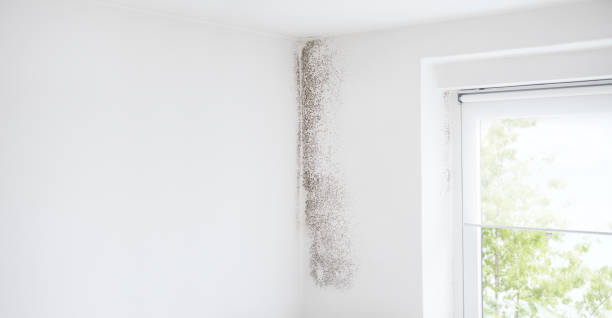 Best Black Mold Removal  in Ogden, UT