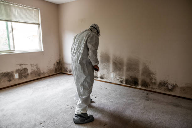 Best Forensic Mold Investigation  in Ogden, UT